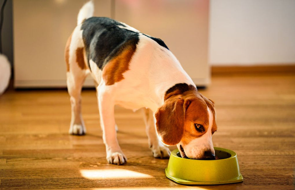 Understanding Grain-Free Dog Food