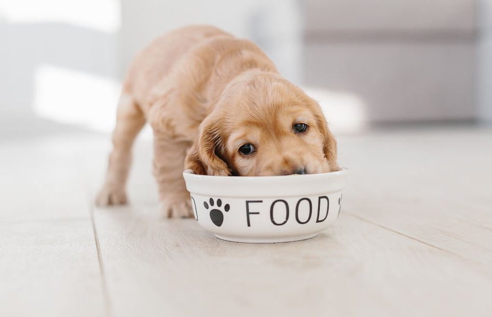 How to Choose the Right Dog Food for Your Pet's Age